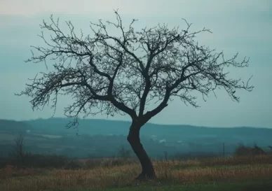 Gyümölcsfák metszése és a lemosó permetezés