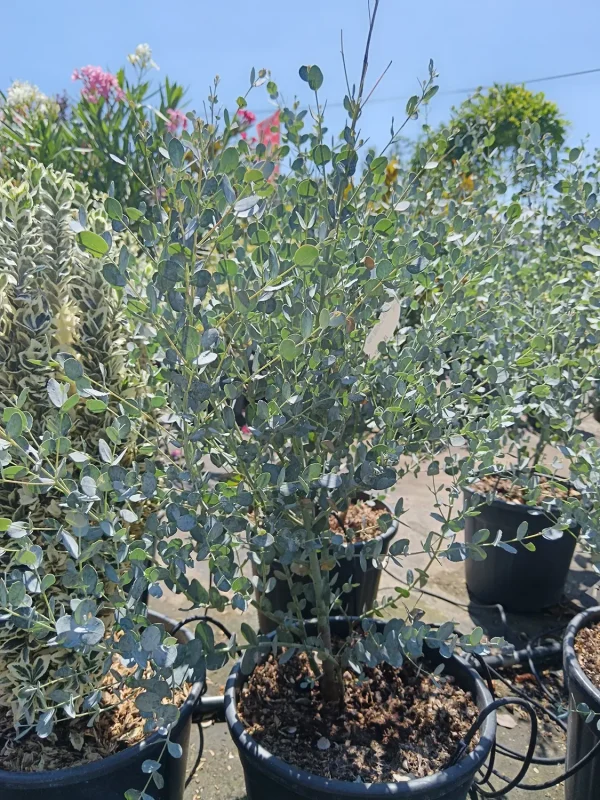 Eucalyptus Gunnii 'Azura'