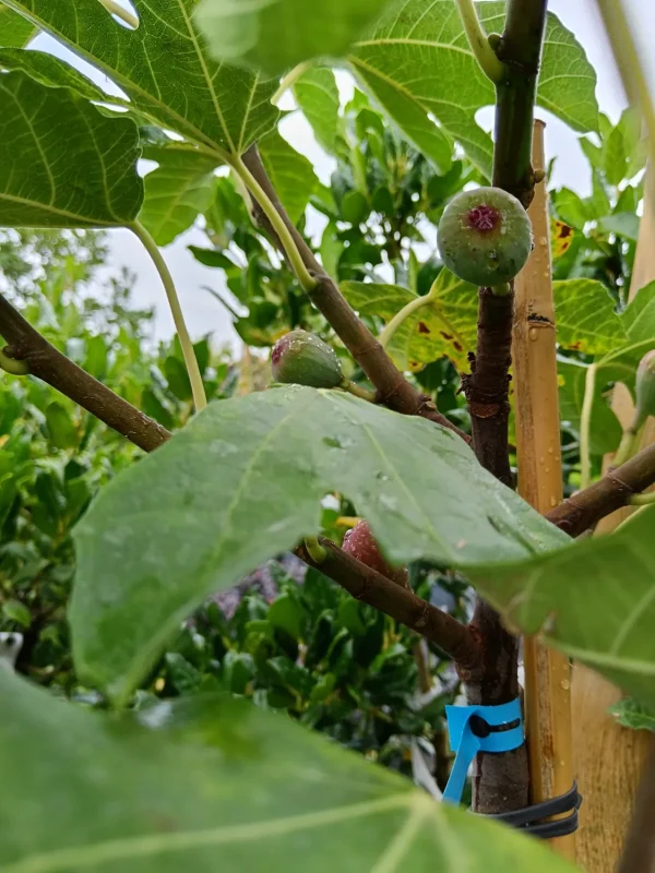 Füge - Little Miss Figgy