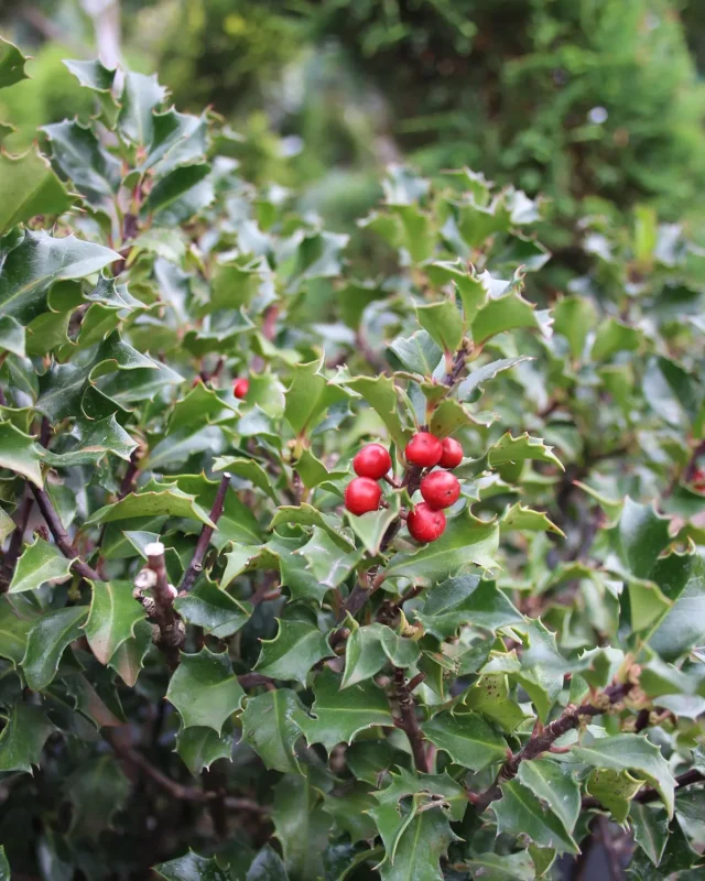 Kék hercegnő magyal