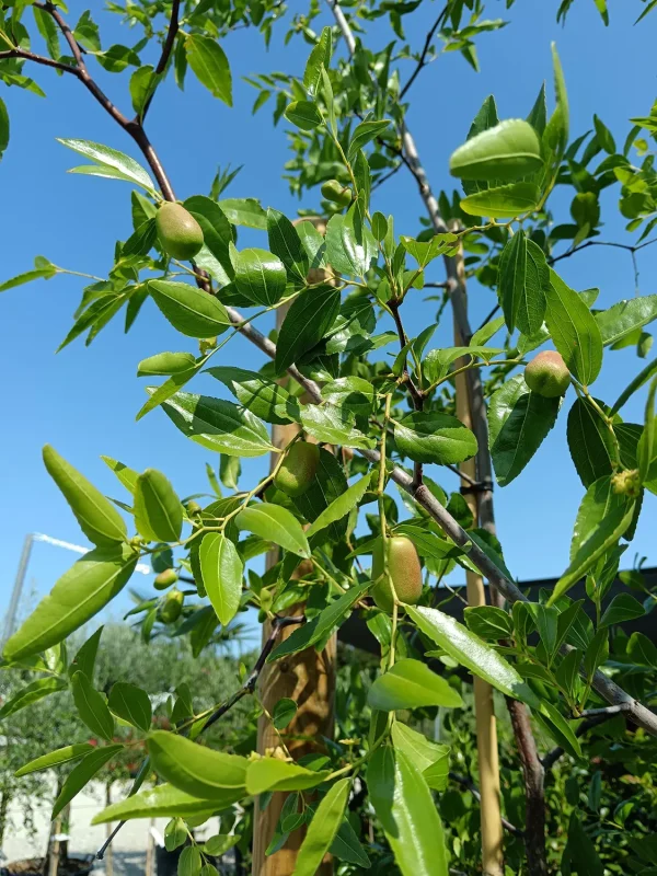Kínai Datolya