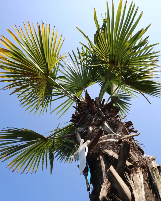 Kínai kenderpálma - legyezőpálma