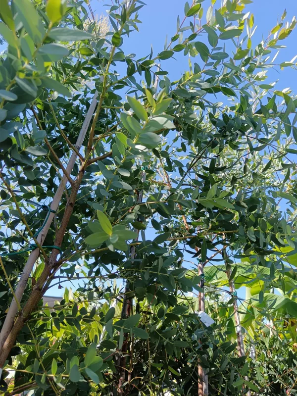 Kislevelű Eukaliptusz