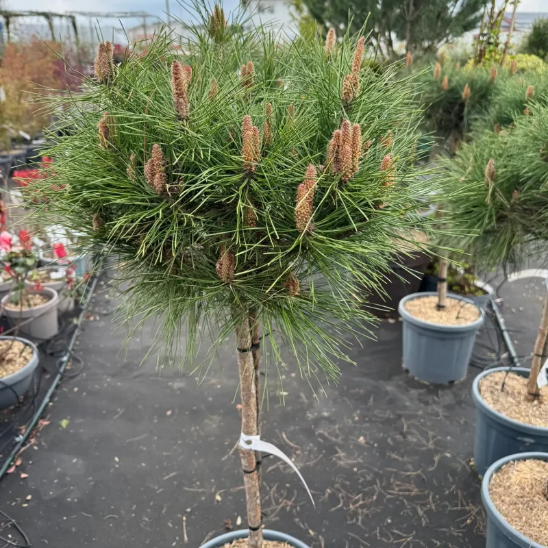 Oszlopos fekete fenyő