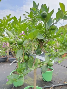 A déli terasz kincsei Citrusfélék nevelése a Szoliter Kert tanácsaival