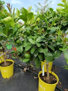 A déli terasz kincsei Citrusfélék nevelése a Szoliter Kert tanácsaival