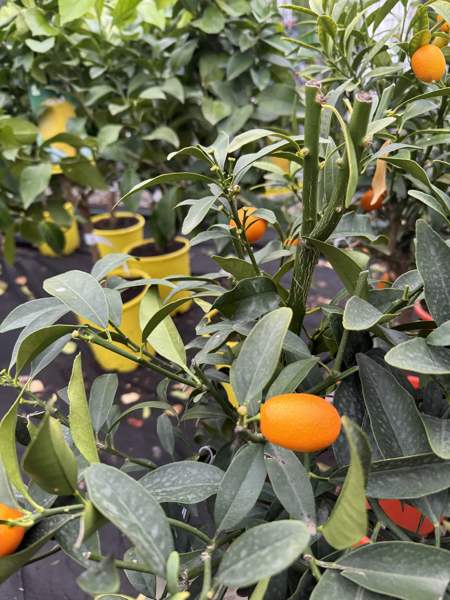 A déli terasz kincsei Citrusfélék nevelése a Szoliter Kert tanácsaival
