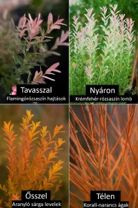 A kertészkedés ritmusa