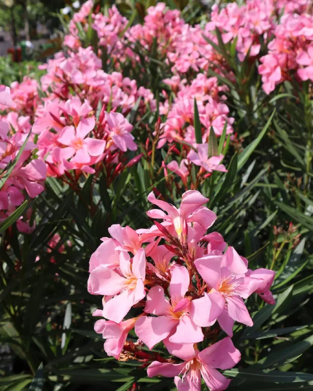 A leander Formázás ifjítás és a kiültetés szabadsága
