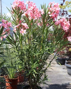 A leander Formázás ifjítás és a kiültetés szabadsága