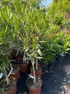 A leander Formázás ifjítás és a kiültetés szabadsága