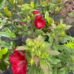 A somogyi kertek óriásvirágú dísze