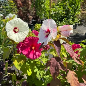 A somogyi kertek óriásvirágú dísze