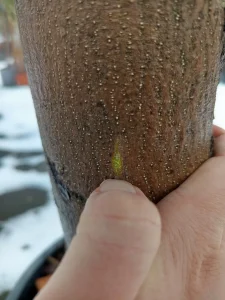 Amikor a mediterrán álom deres ébredéssé válik