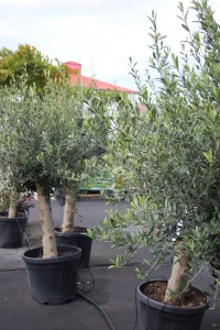 Amikor a mediterrán álom deres ébredéssé válik