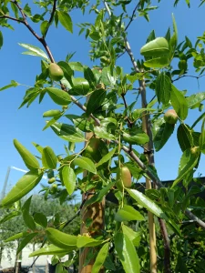Jujuba az igénytelen egzotikum ami a somogyi kertekben is otthon érzi magát
