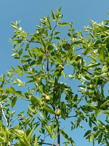 Jujuba az igénytelen egzotikum ami a somogyi kertekben is otthon érzi magát
