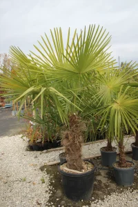 Egzotikum a dombságok között - Pálmatartás és téliesítés a dél-nyugati régióban