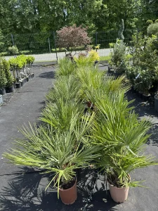 Egzotikum a dombságok között - Pálmatartás és téliesítés a dél-nyugati régióban