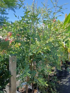 Eukaliptusz a kertben