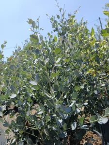 Eukaliptusz a kertben