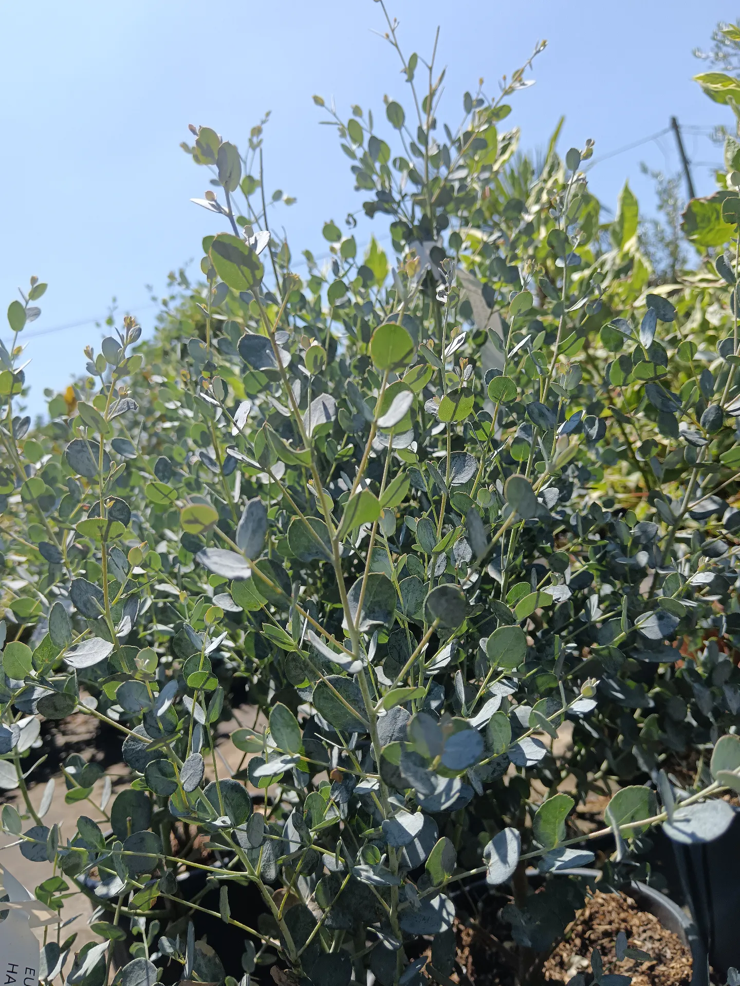 Eukaliptusz a kertben