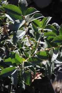 Illatorgia a kertben