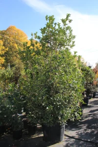 Illatorgia a kertben