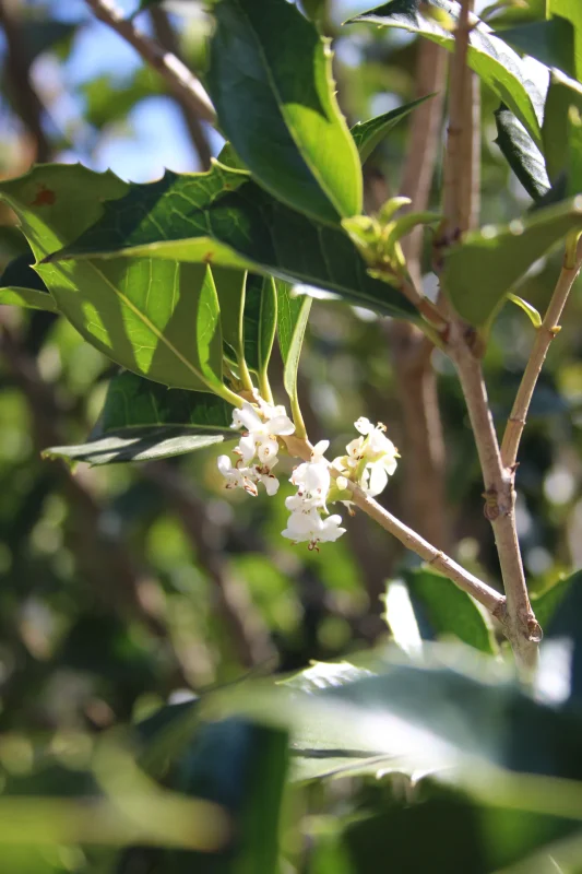 Illatorgia a kertben